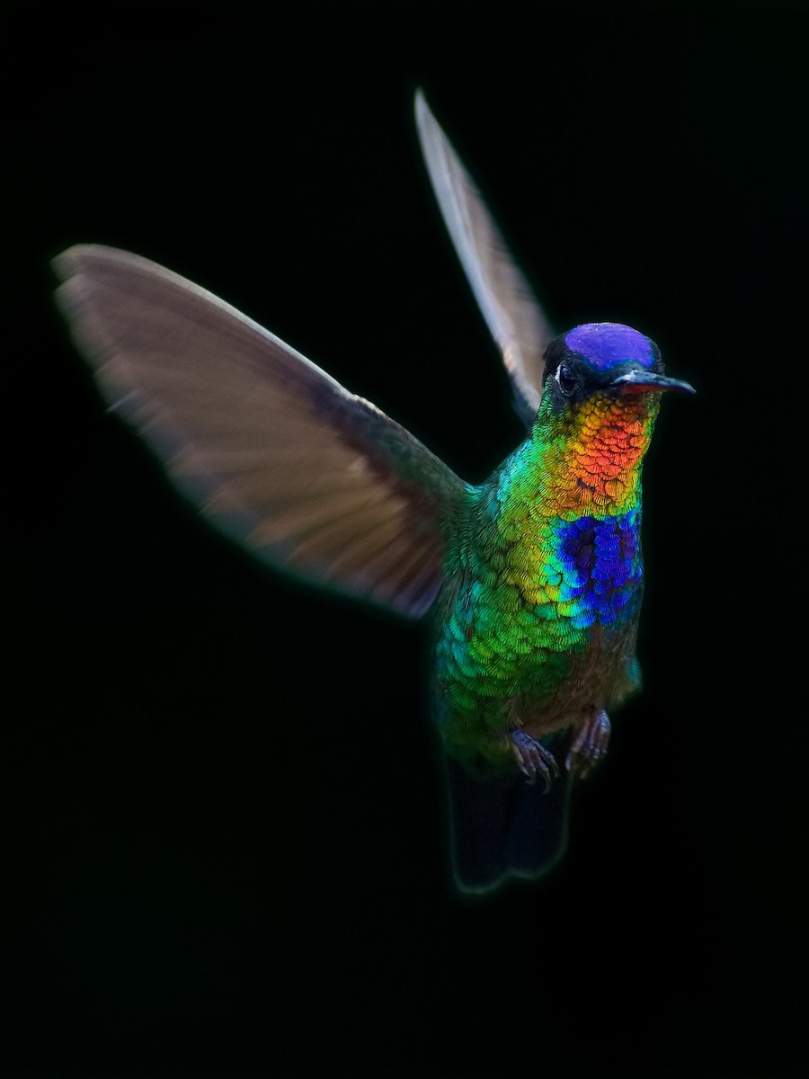 Fiery-throated Hummingbird - Christopher Becerra