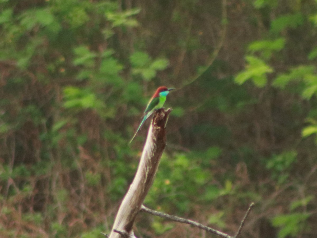 Blue-throated Bee-eater - ML165215211