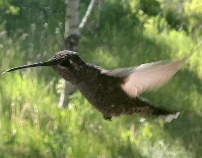 Rivoli's Hummingbird - Garrett VeneKlasen