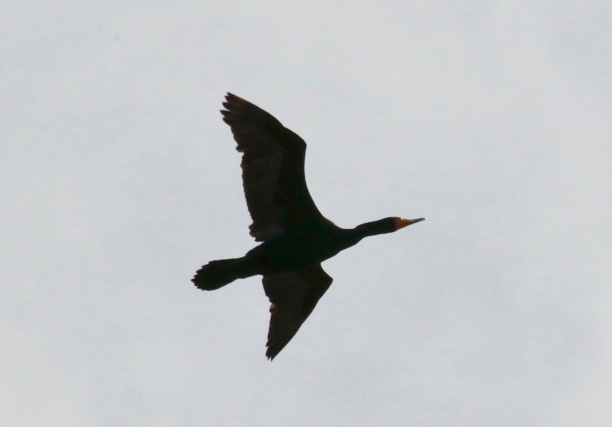 Double-crested Cormorant - Alexander Sapiens