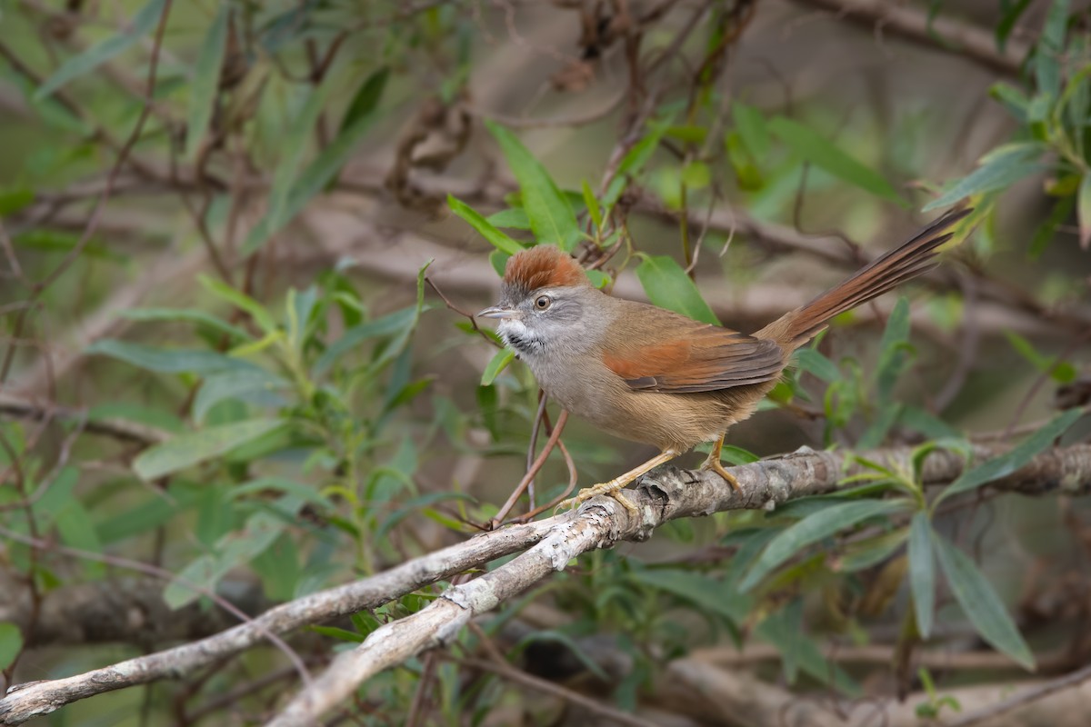 Sooty-fronted Spinetail - Pablo Re