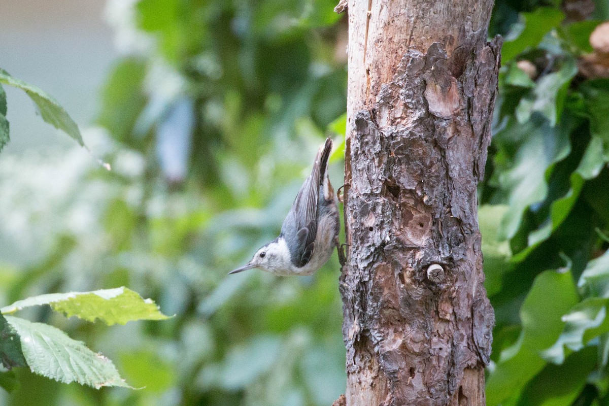 White-breasted Nuthatch - ML165225981