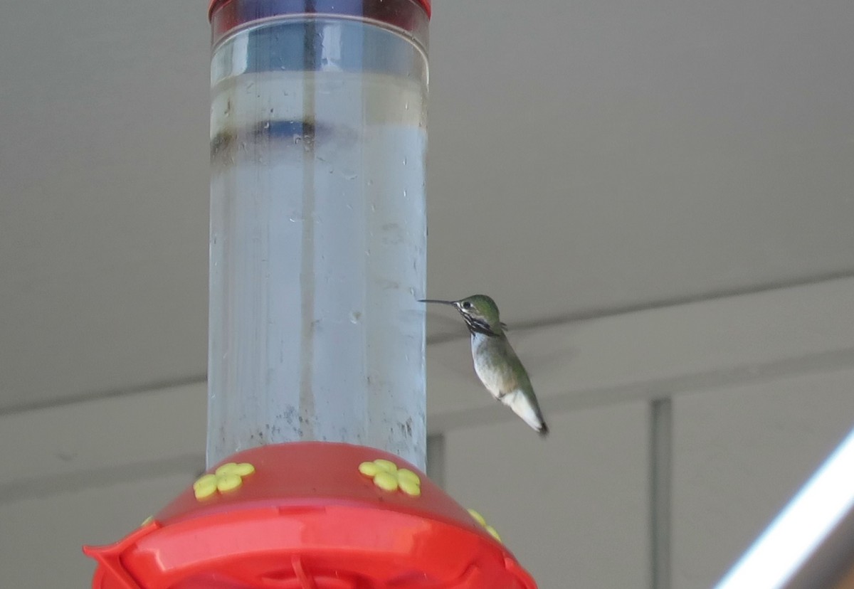 Calliope Hummingbird - ML165226461