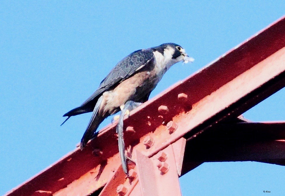 Peregrine Falcon (Shaheen) - ML165226651