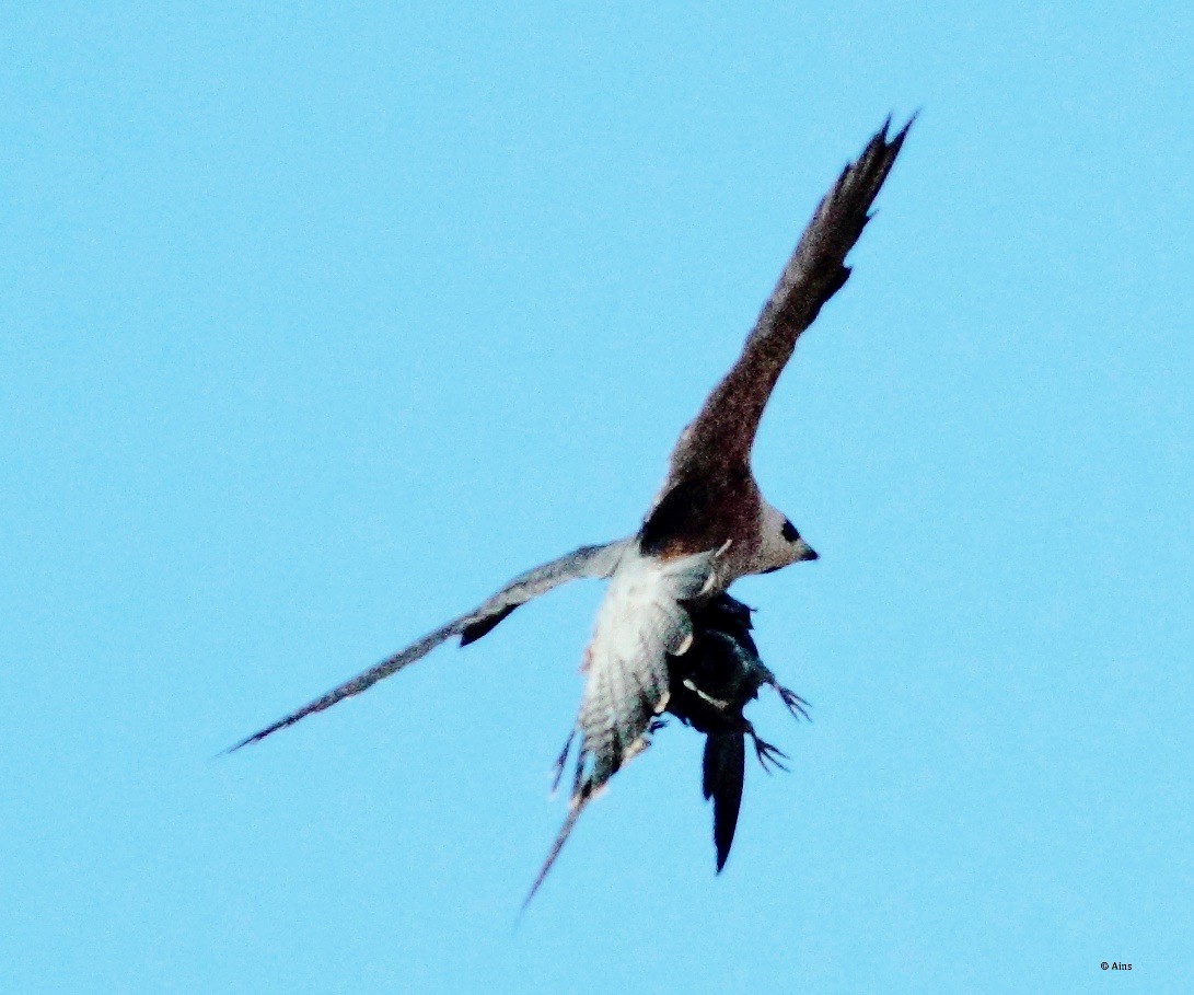 Peregrine Falcon (Shaheen) - ML165226661