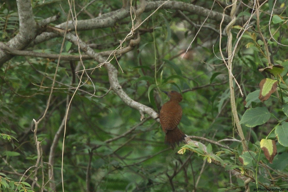 Rufous Woodpecker - ML165231521