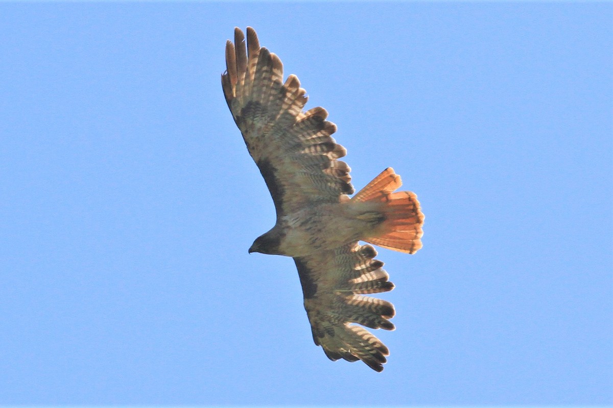 Red-tailed Hawk - Kent Forward