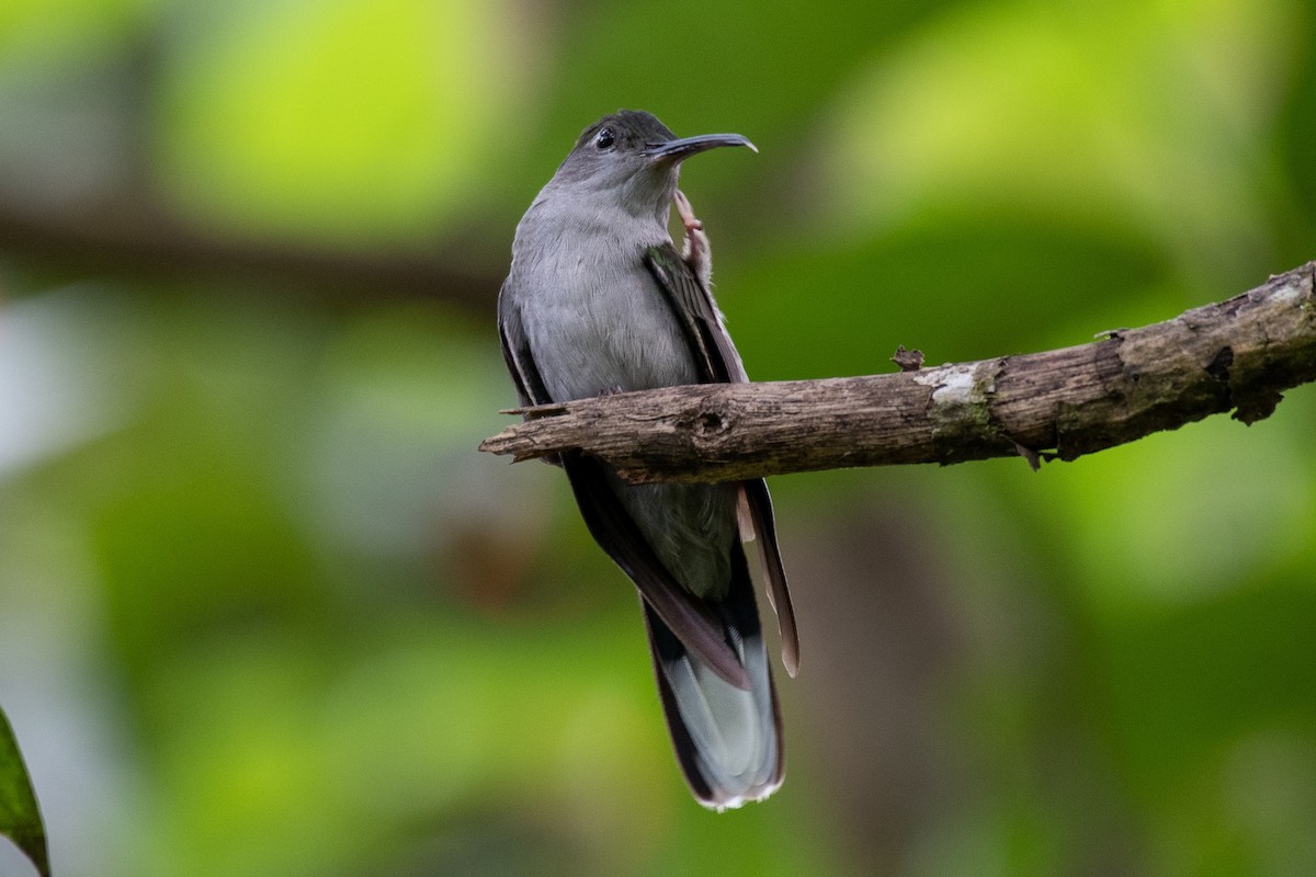 kolibřík šedoprsý - ML165232511
