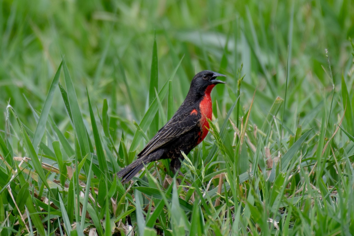 Red-breasted Meadowlark - Victor Castanho