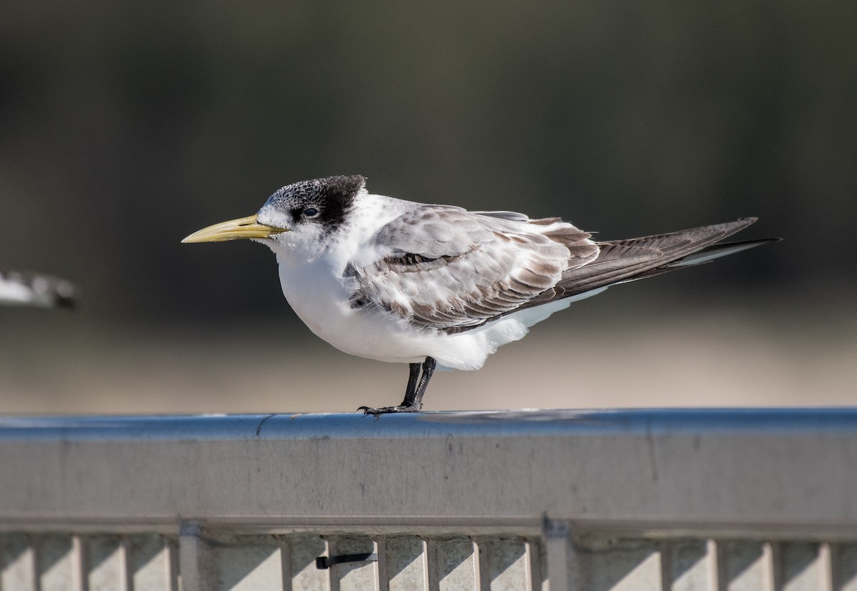 Great Crested Tern - ML165233461