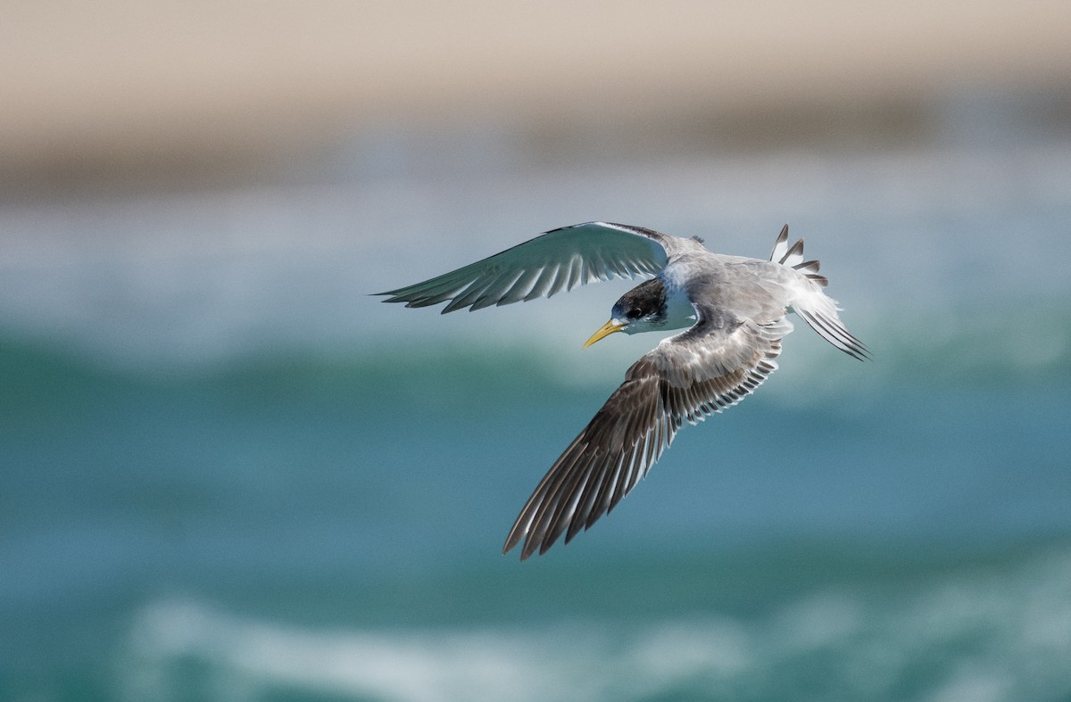 Great Crested Tern - ML165233481