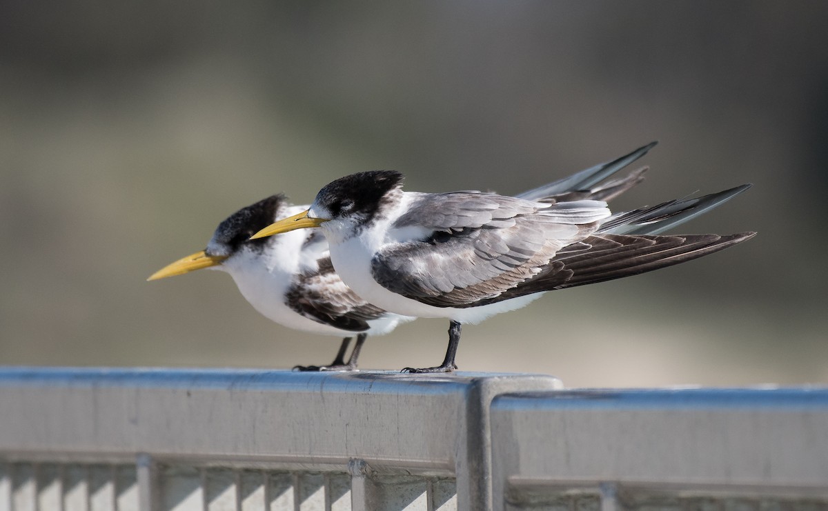 Great Crested Tern - ML165237041
