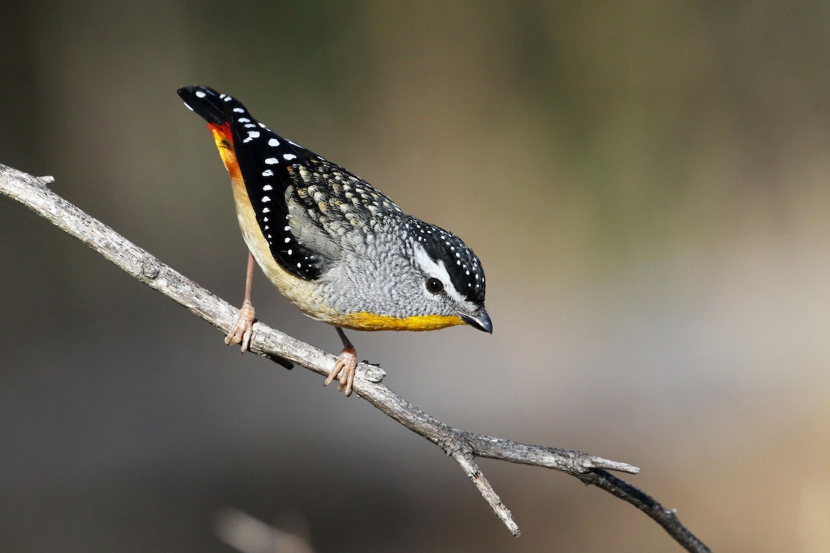 Spotted Pardalote - ML165238041
