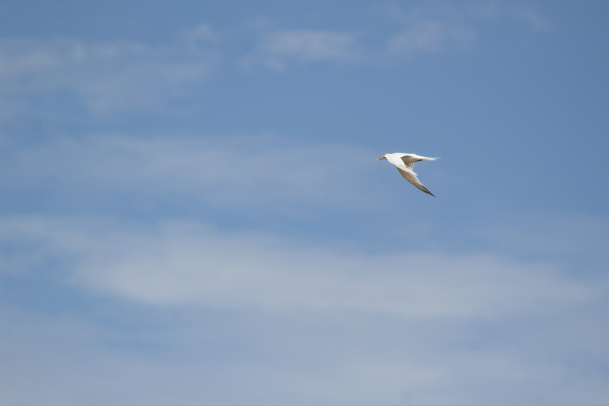 白嘴端燕鷗 - ML165238701