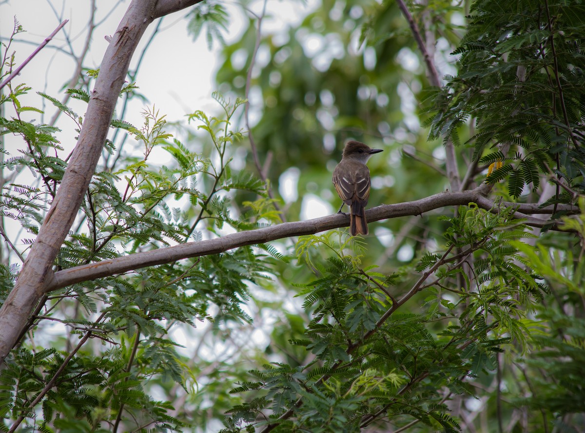 Brown-crested Flycatcher - André  Zambolli