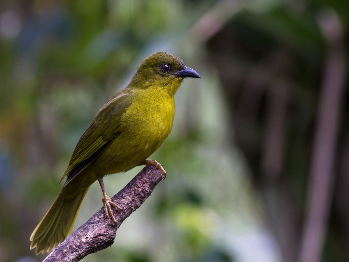 Olive-green Tanager - ML165240781