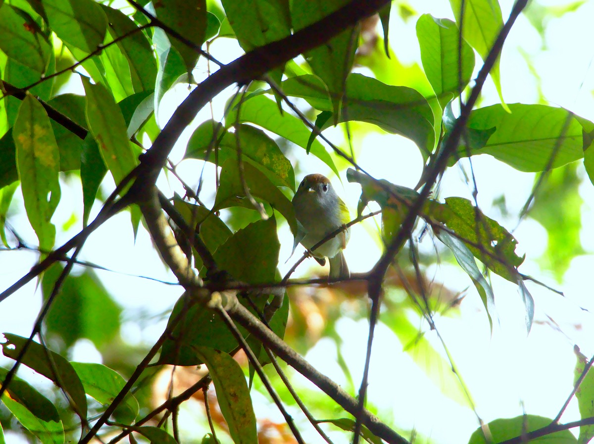 Chestnut-crowned Warbler - ML165241731