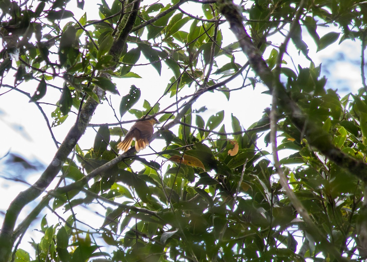 Brown Tanager - ML165242011