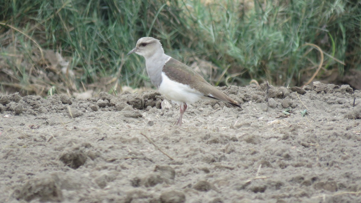 Andean Lapwing - ML165245311