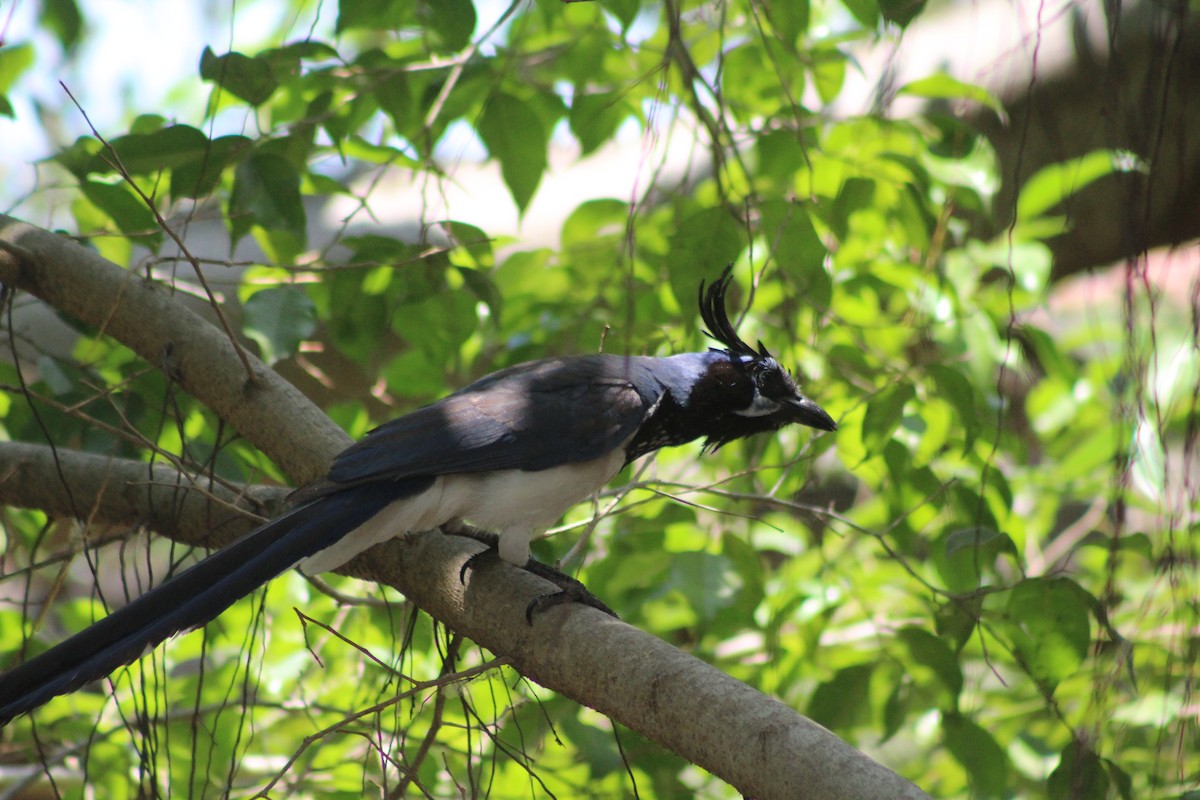 Black-throated Magpie-Jay - ML165247151