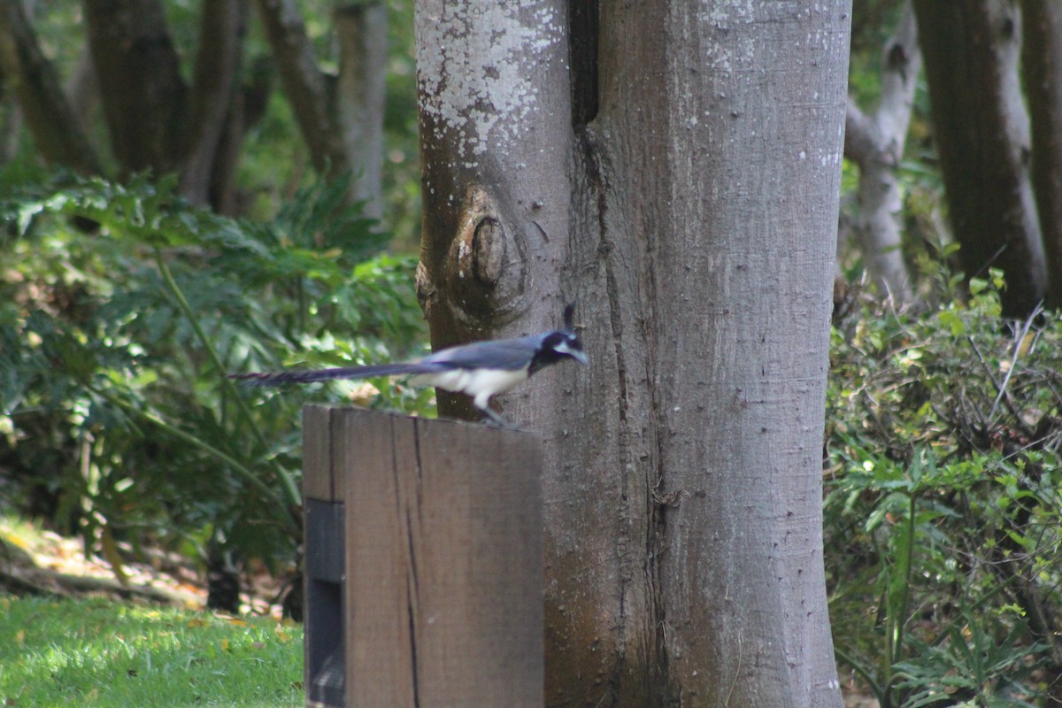 Black-throated Magpie-Jay - ML165247161