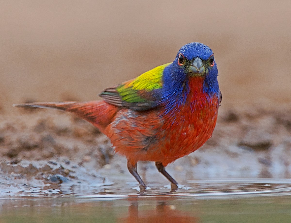 Painted Bunting - ML165248071