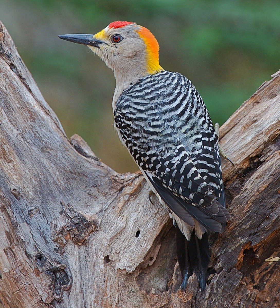 Golden-fronted Woodpecker - ML165248131