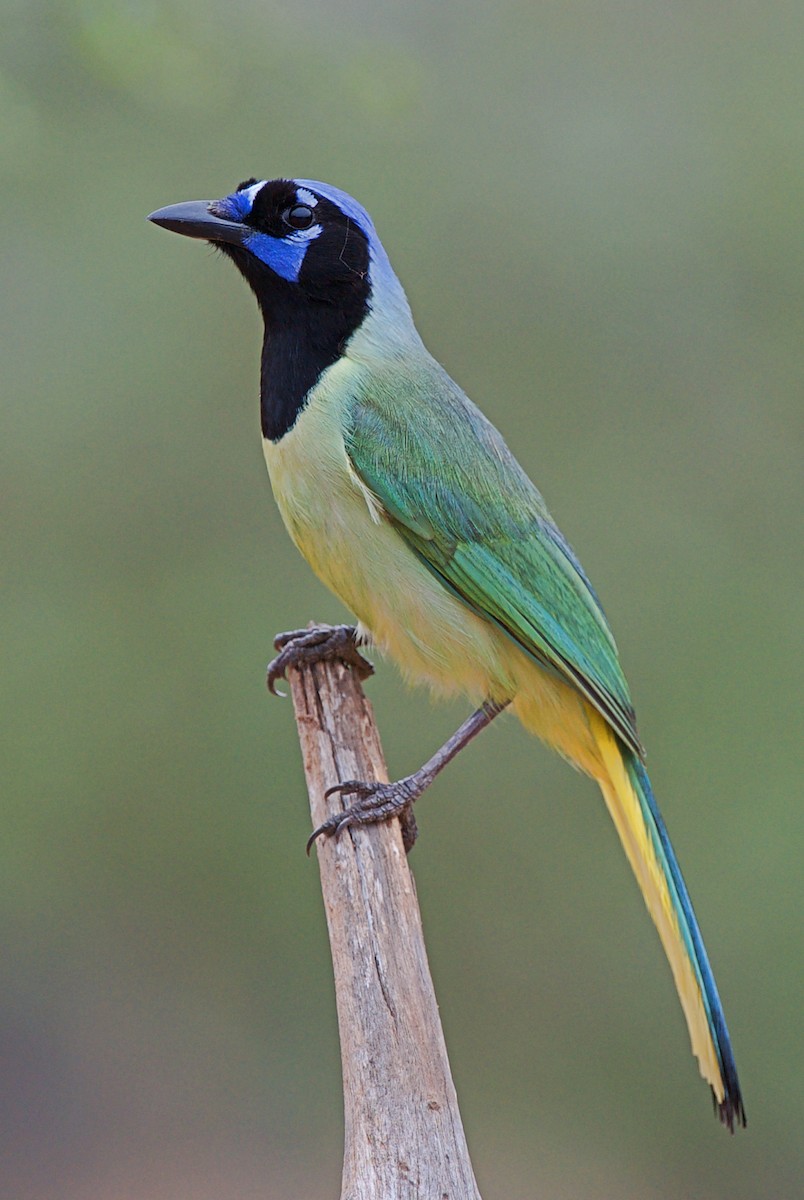 Green Jay - Cliff Peterson