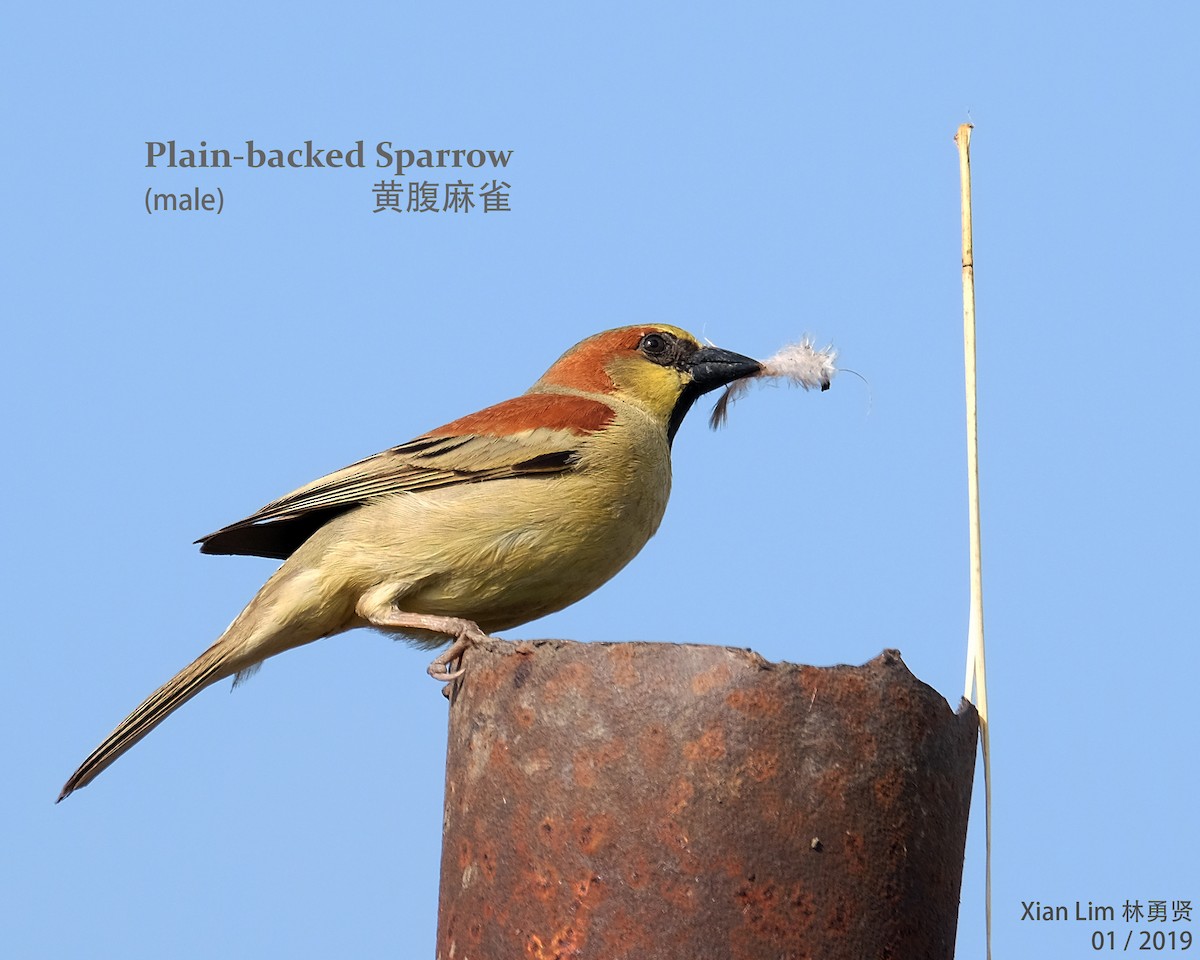 Plain-backed Sparrow - Lim Ying Hien
