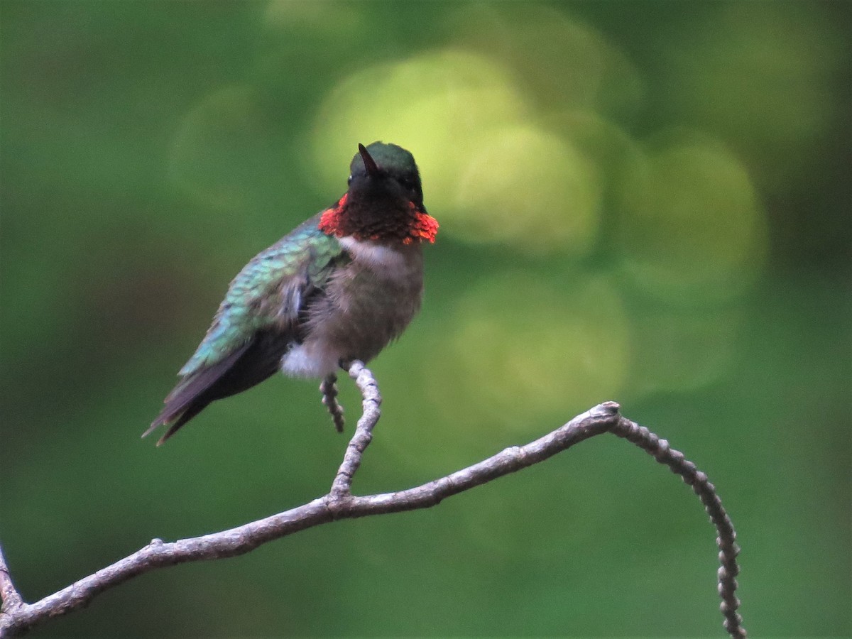 Ruby-throated Hummingbird - Tom Pirro