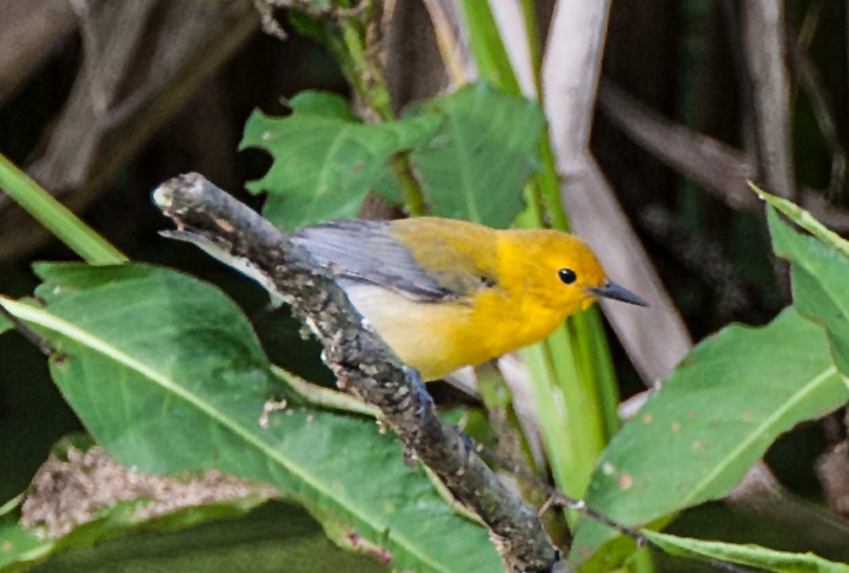 Prothonotary Warbler - ML165251351