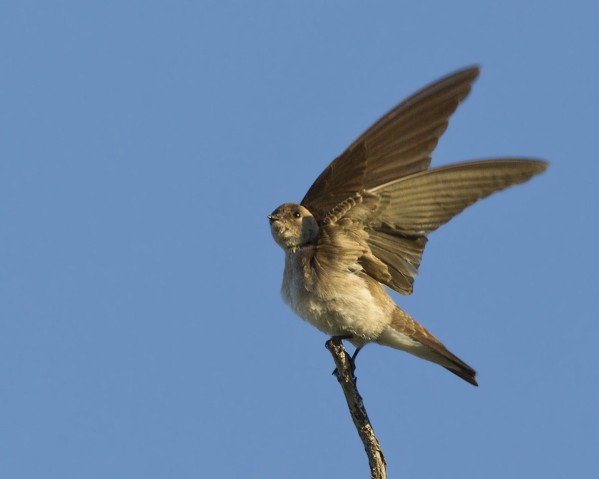 Northern Rough-winged Swallow - pierre martin