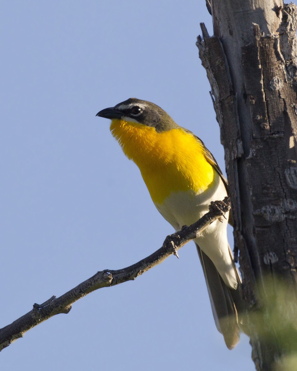 Yellow-breasted Chat - pierre martin