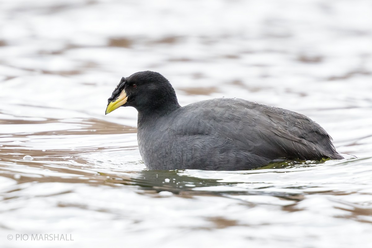 Horned Coot - Pio Marshall