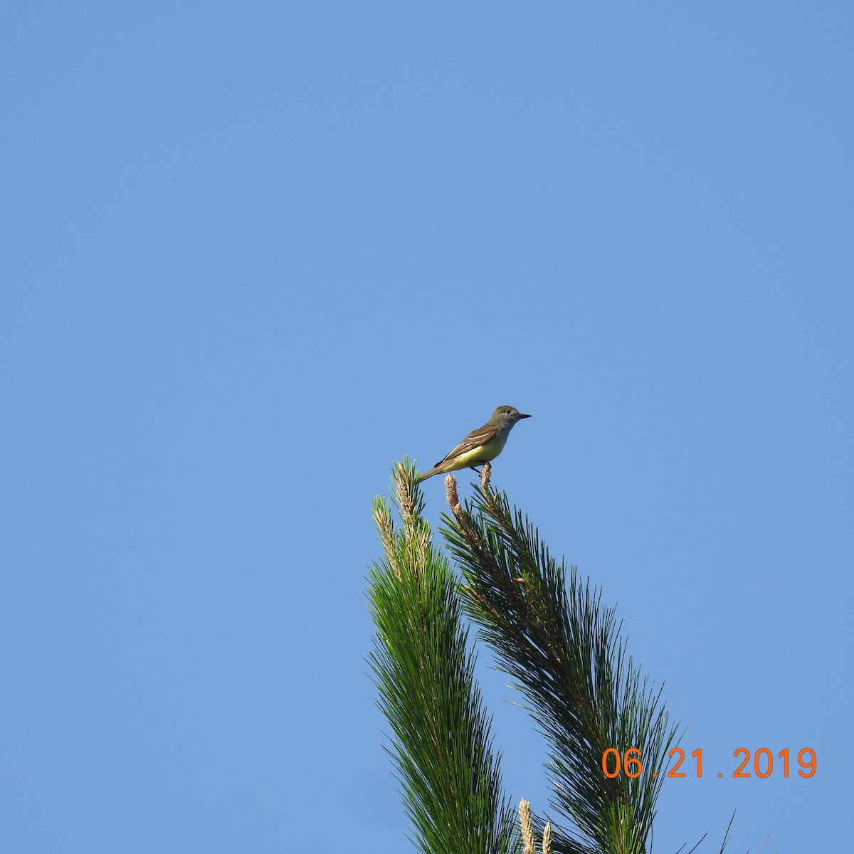 Great Crested Flycatcher - ML165259561