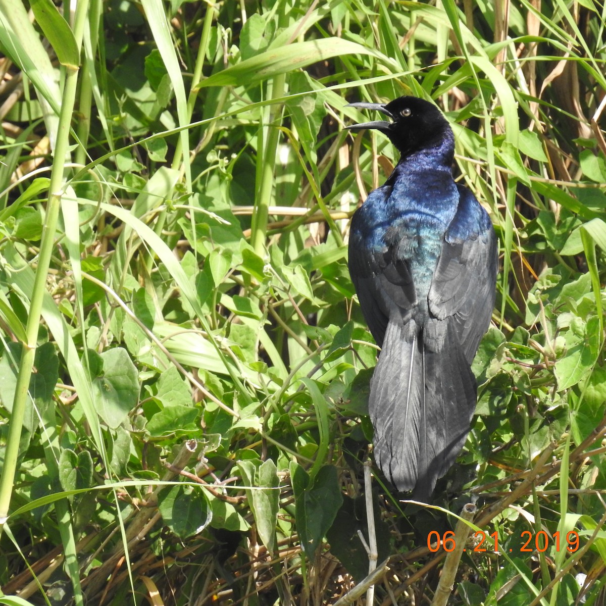 Boat-tailed Grackle - ML165260111