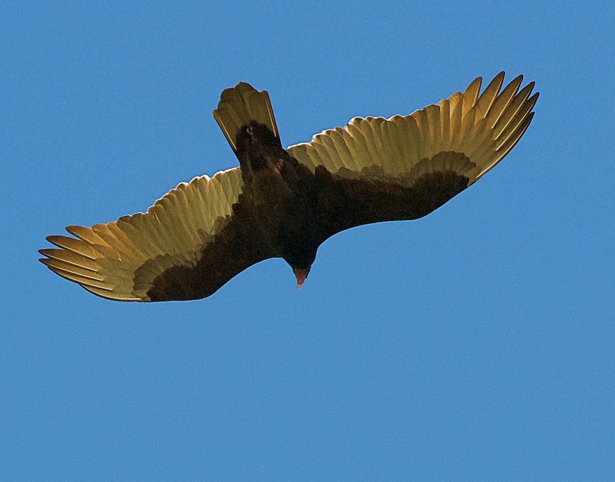 Turkey Vulture - ML165261481