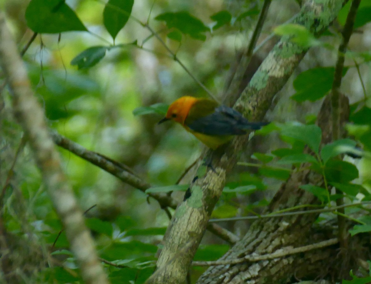 Prothonotary Warbler - ML165261561