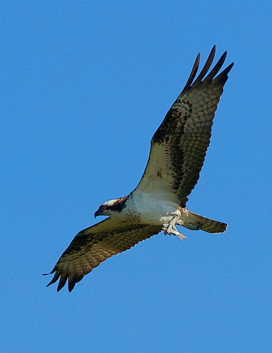 Águila Pescadora - ML165261691