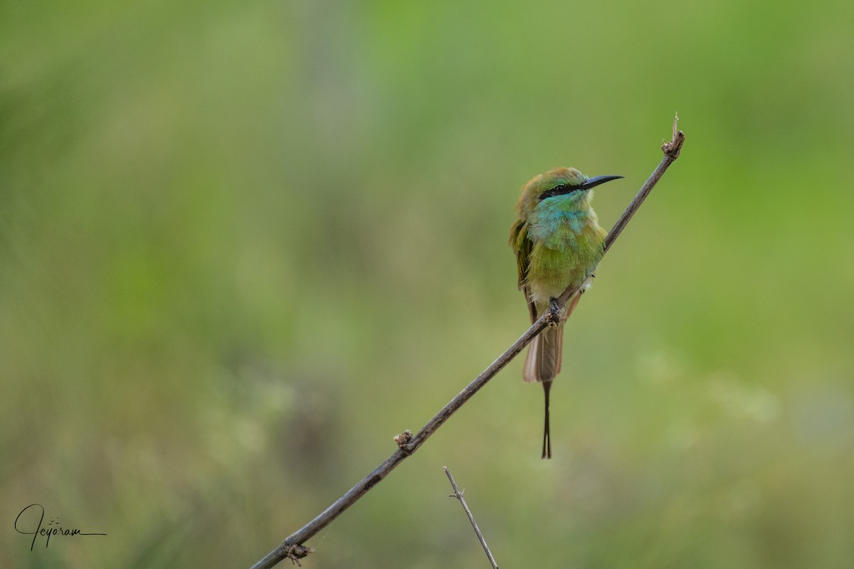 Asian Green Bee-eater - ML165262501