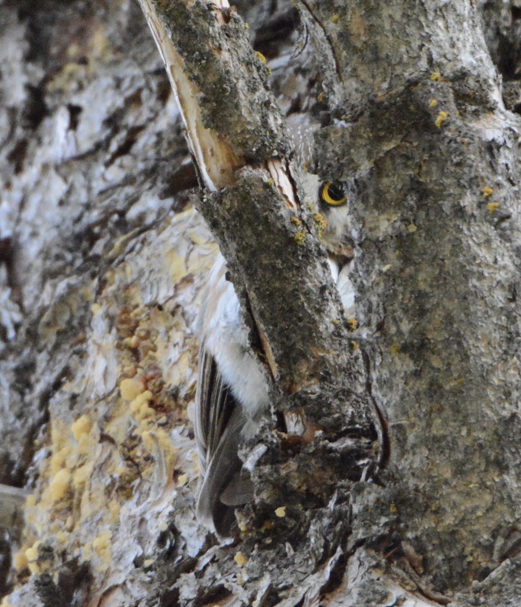 eBird Checklist - 21 Jun 2019 - Brim Trail - 24 species (+2 other taxa)