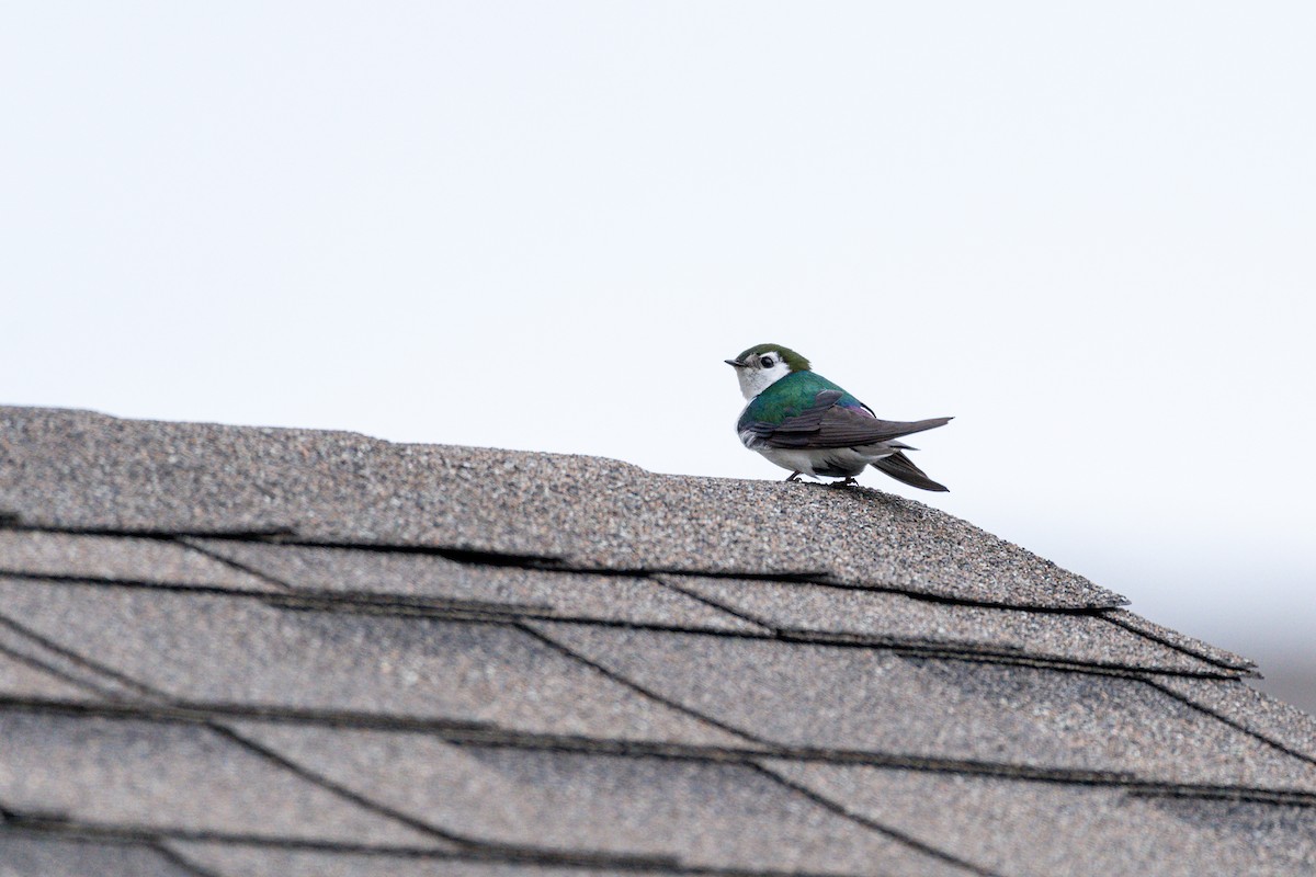 Violet-green Swallow - ML165263561