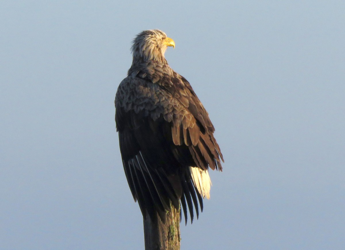 White-tailed Eagle - Karen Halliday