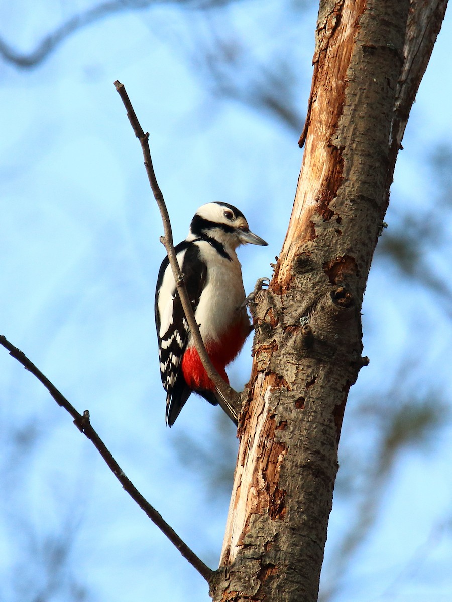 Great Spotted Woodpecker - ML165267881