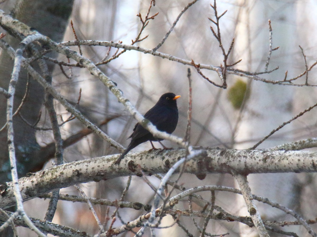 Eurasian Blackbird - ML165268631
