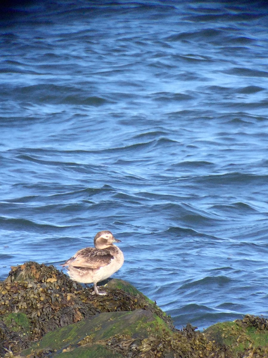 Long-tailed Duck - ML165270691