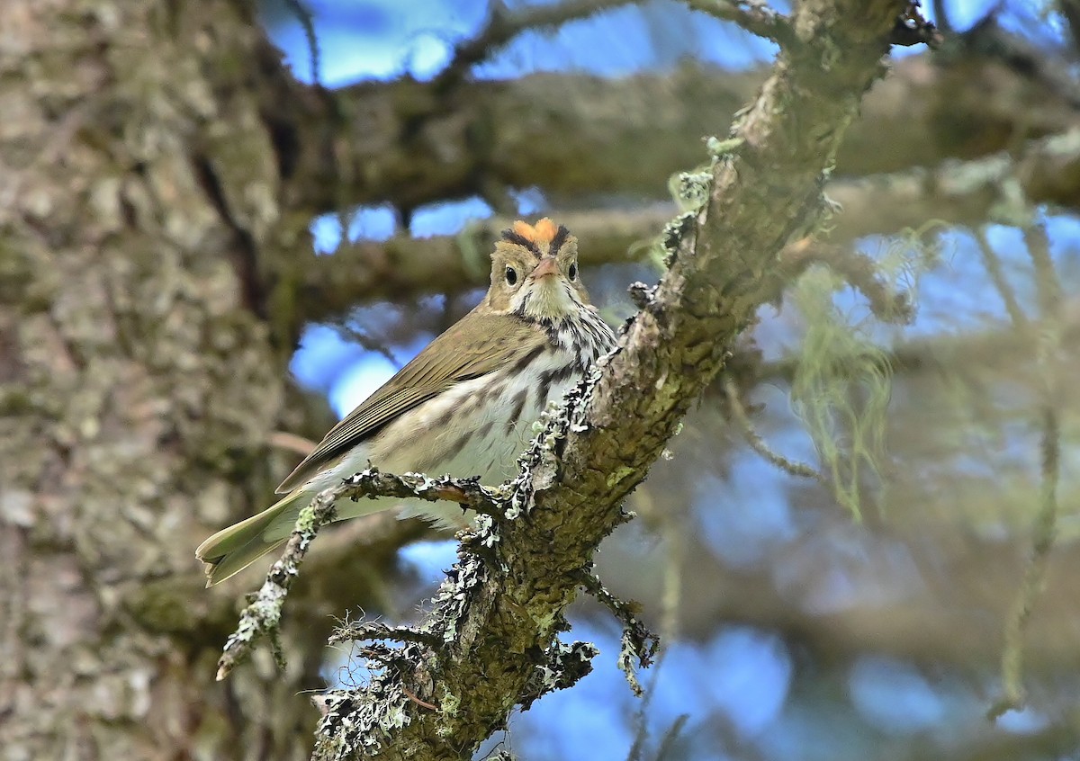 Ovenbird - thomas berriman