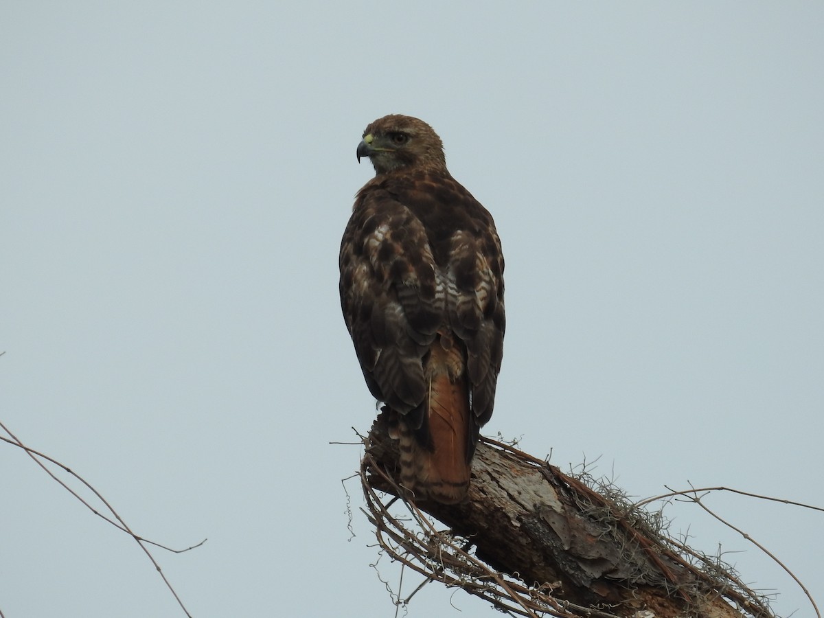 Red-tailed Hawk - ML165276091