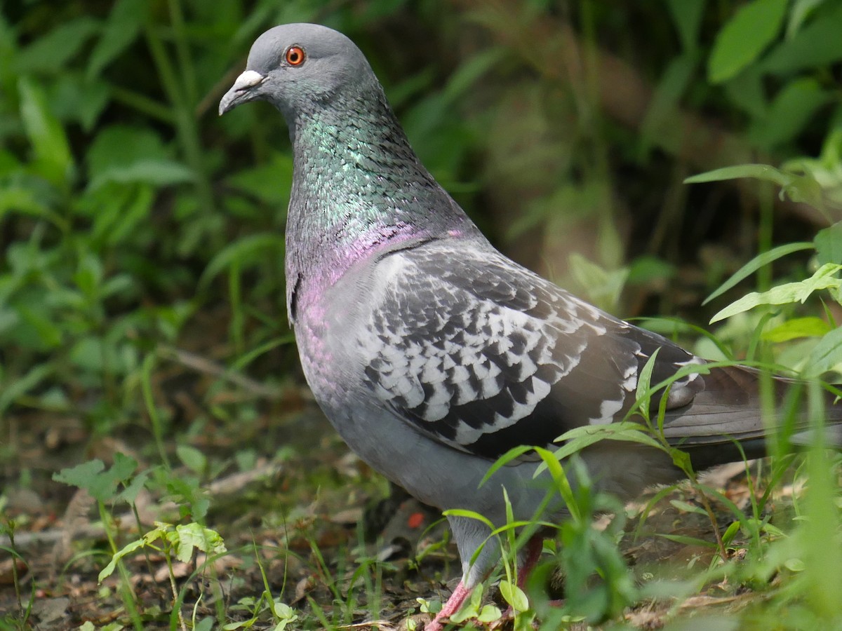 Rock Pigeon (Feral Pigeon) - Linda Merry