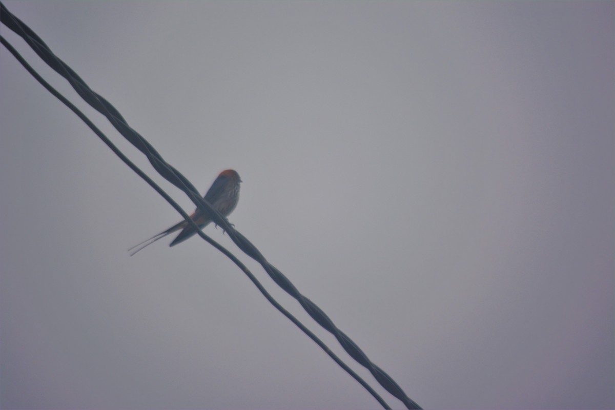 Lesser Striped Swallow - ML165283011